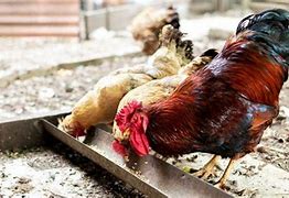 Arti Mimpi Melihat Orang Sabung Ayam